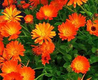 Měsíček lékařský